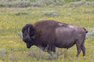 a bull bison in summer in Yellowstone National Park Wyoming