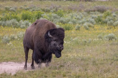 a bull bison in summer in Yellowstone National Park Wyoming