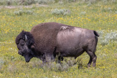 a bull bison in summer in Yellowstone National Park Wyoming