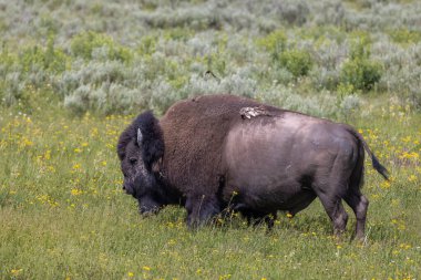 a bull bison in summer in Yellowstone National Park Wyoming