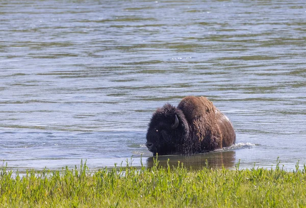 a bull bison in summer in Yellowstone National Park Wyoming