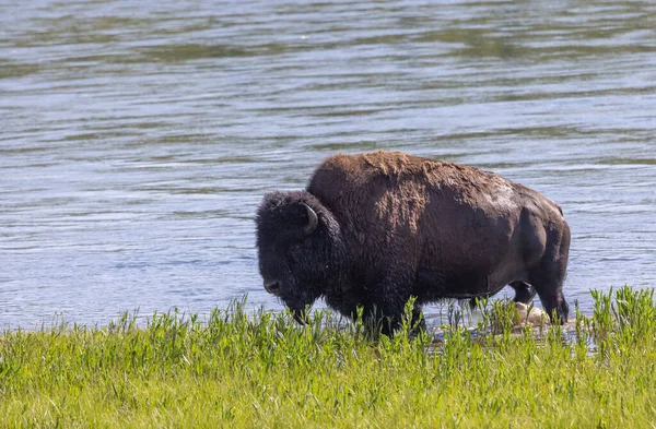 a bull bison in summer in Yellowstone National Park Wyoming