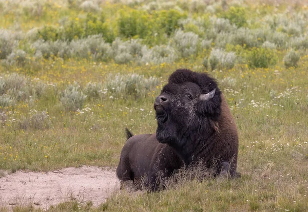 a bull bison in summer in Yellowstone National Park Wyoming