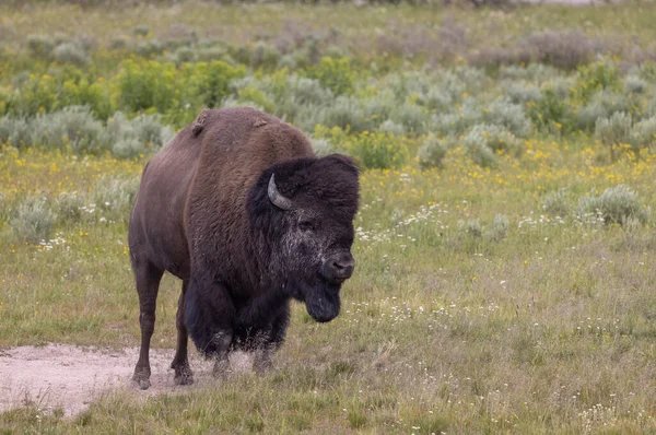 a bull bison in summer in Yellowstone National Park Wyoming