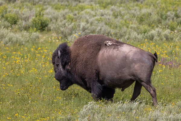 a bull bison in summer in Yellowstone National Park Wyoming