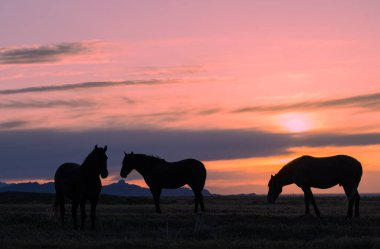 Utah çölünde gün batımında vahşi atlar silueti oluşturuldu.