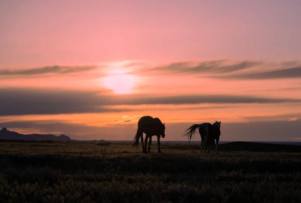 Divoké Koně Rýsovali Při Západu Slunce Poušti Utah — Stock fotografie