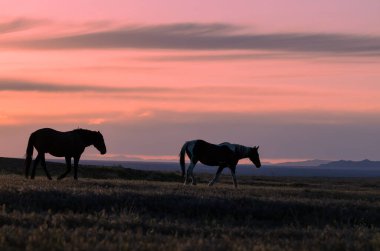 Utah çölünde gün batımında vahşi atlar silueti oluşturuldu.