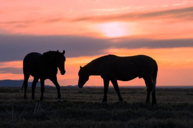 Utah çölünde gün batımında vahşi atlar silueti oluşturuldu.