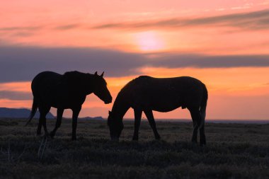 Utah çölünde gün batımında vahşi atlar silueti oluşturuldu.