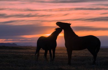 Utah çölünde gün batımında vahşi atlar silueti oluşturuldu.