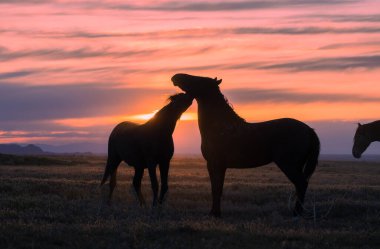 Utah çölünde gün batımında vahşi atlar silueti oluşturuldu.