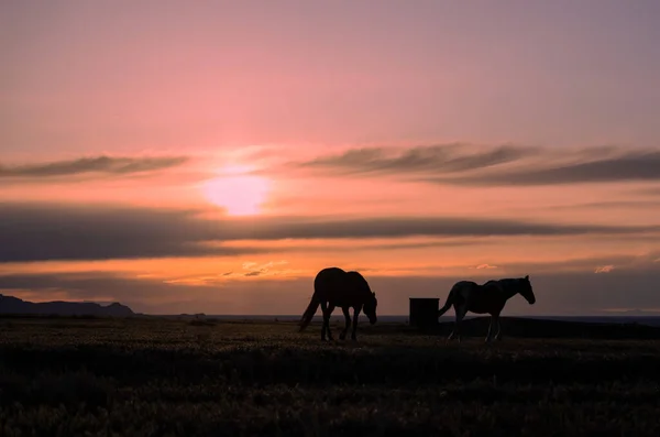 Wildpferde Bei Sonnenuntergang Der Wüste Von Utah — Stockfoto