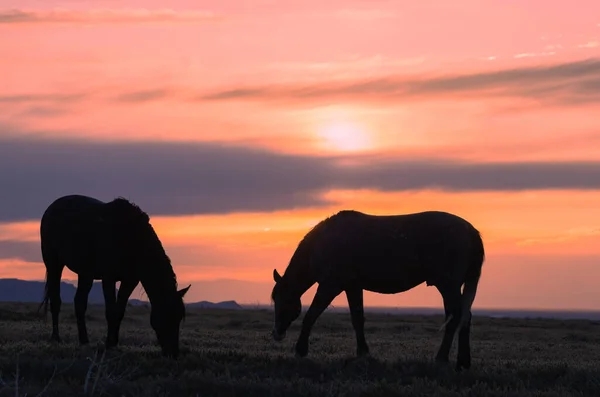 Wildpferde Bei Sonnenuntergang Der Wüste Von Utah — Stockfoto