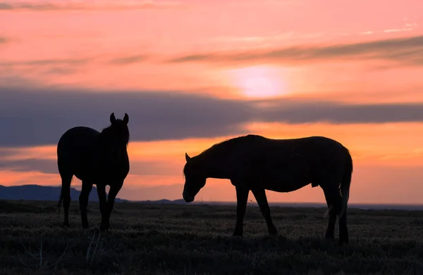 Caballos Salvajes Siluetas Atardecer Desierto Utah — Foto de Stock