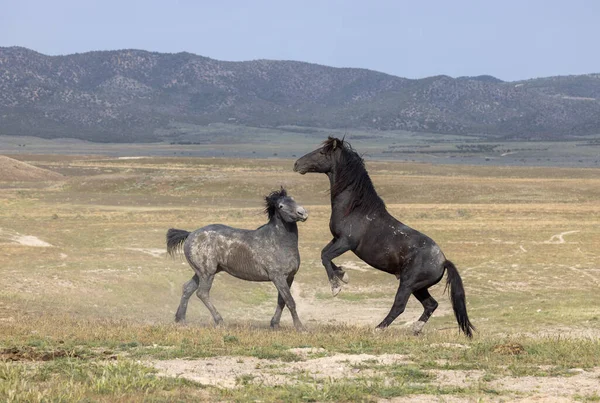 Wild Horse Stallions Fighting Utah Desert — Stock Photo, Image