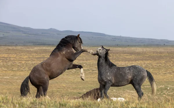 Wild Horse Stallions Fighting Utah Desert — Stock Photo, Image