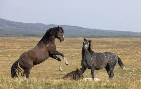 Wildpferdehengste Kämpfen Der Wüste Von Utah — Stockfoto