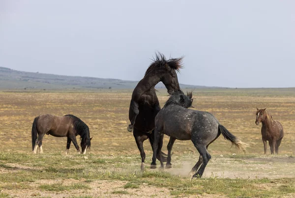 Wildpferdehengste Kämpfen Der Wüste Von Utah — Stockfoto