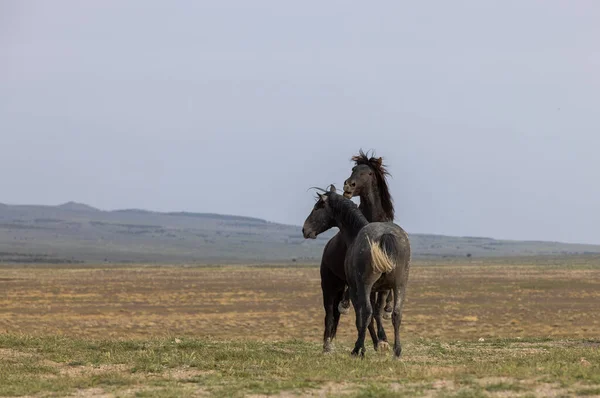 犹他州沙漠中战斗的野马 — 图库照片