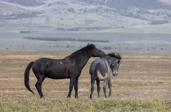 Garanhões Cavalos Selvagens Lutando Deserto Utah — Fotografia de Stock