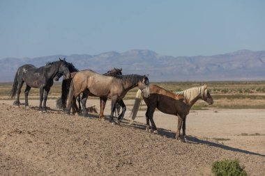  Utah çölünde ilkbaharda vahşi atlar
