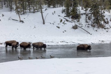 bison in Yellowstone National Park Wyoming in winter