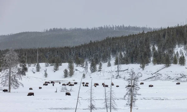 Bison Yellowstone National Park Wyoming Winter — Stock fotografie