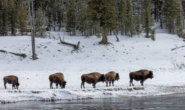 Bison Yellowstone National Park Wyoming Winter — Foto Stock