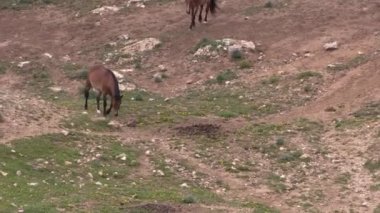 wild horses in summer in the Pryor Mountains Wild Horse Range Montana