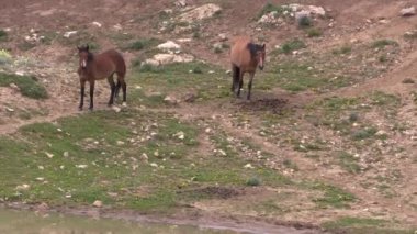 wild horses in summer in the Pryor Mountains Wild Horse Range Montana