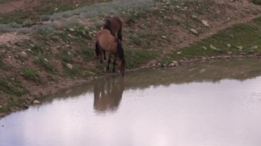 wild horses in summer in the Pryor Mountains Wild Horse Range Montana