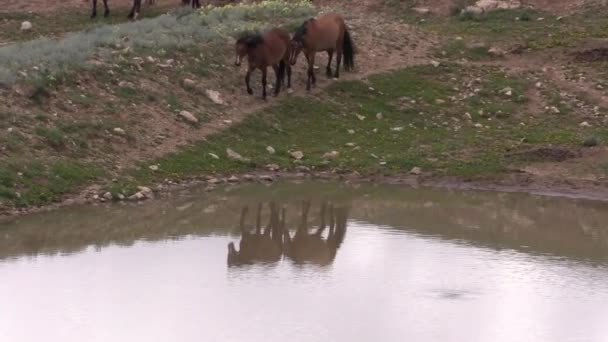 Wild Horses Summer Pryor Mountains Wild Horse Range Montana — Stok video