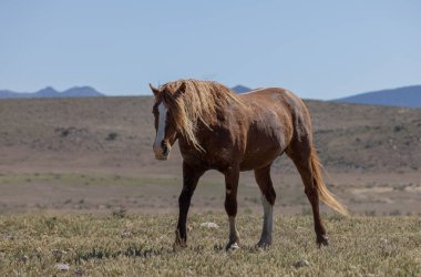 a magnificent wild horse in spring in the Utah desert