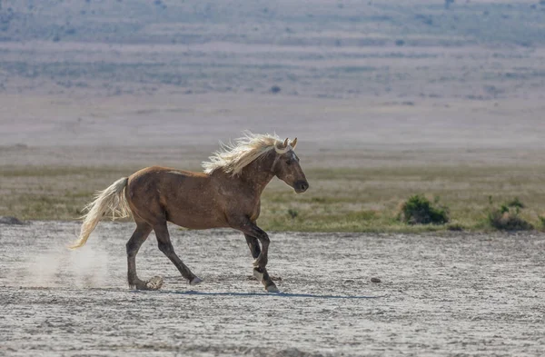 a magnificent wild horse in spring in the Utah desert