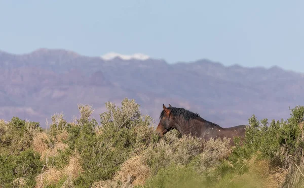 a magnificent wild horse in spring in the Utah desert