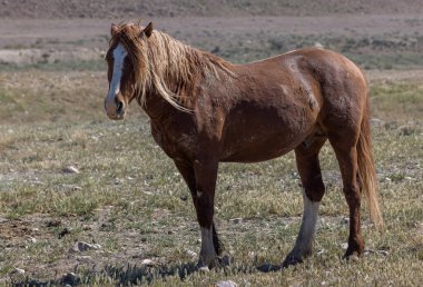 a magnificent wild horse in spring in the Utah desert