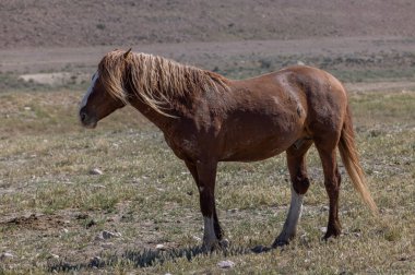 a magnificent wild horse in spring in the Utah desert
