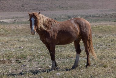 a magnificent wild horse in spring in the Utah desert