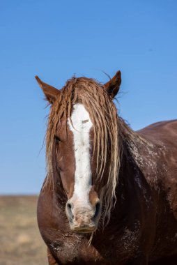 a magnificent wild horse in spring in the Utah desert