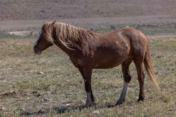 a magnificent wild horse in spring in the Utah desert