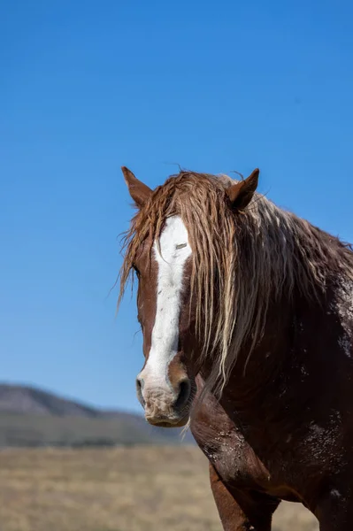 Magnificent Wild Horse Spring Utah Desert — Stock Photo, Image