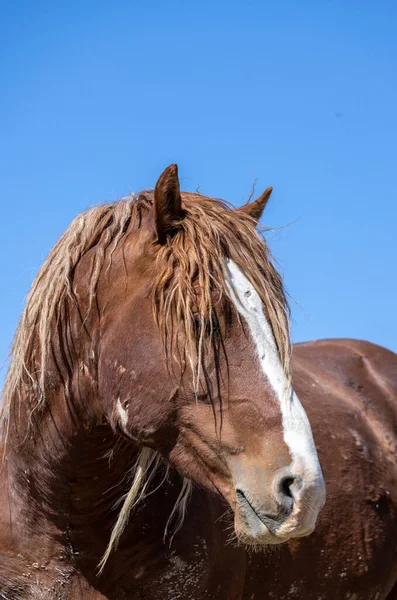 Magnificent Wild Horse Spring Utah Desert — Stock Photo, Image