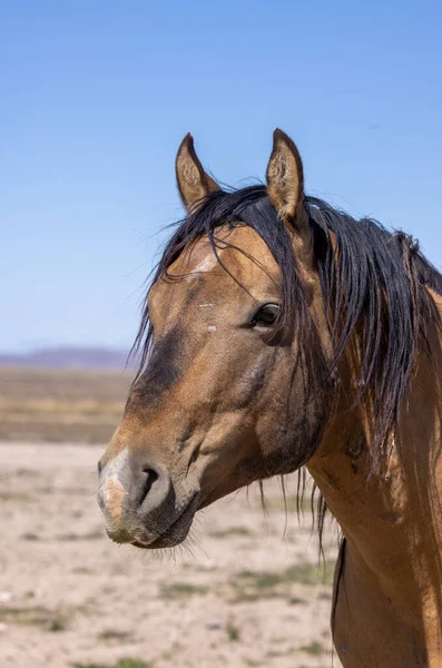Magnificent Wild Horse Spring Utah Desert — Stock Fotó