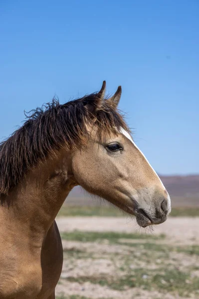 Magnificent Wild Horse Spring Utah Desert — Foto de Stock