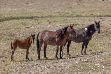 Baharda Utah çölünde vahşi bir at sürüsü.
