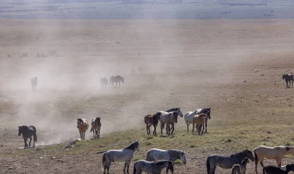 Troupeau Chevaux Sauvages Printemps Dans Désert Utah — Photo