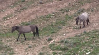 a wild horses in the Pryor Mountains Wild Horse Range Montana in summer