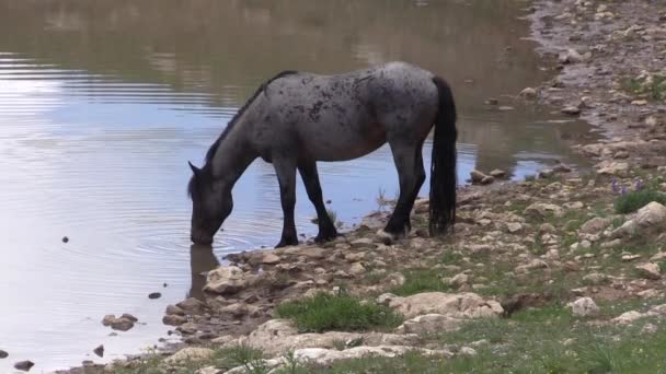Ένα Άγριο Άλογο Ένα Νερόλακκο Στα Όρη Πράιορ — Αρχείο Βίντεο