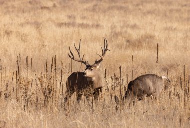 Colorado 'da sonbahar monotonluğu sırasında geyik ve geyik.